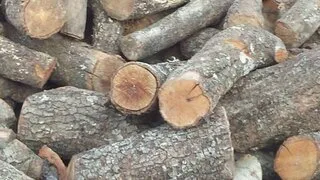 Leña de encina